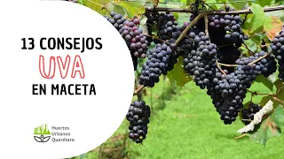 UVA en MACETA (13 consejos para tener una uva en maceta) 🍇🍇