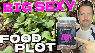 🌱Domain Outdoor Big Sexy Food Plot: ATV / UTV Till with Leafy Greens, Kale, Radish, Turnip for Deer