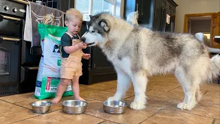 Adorable Baby Boy Feeds His Giant Husky! He Thinks He's On A Diet!! (So Cute!!)