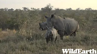 WildEarth - Sunset Safari - 5 July 2023