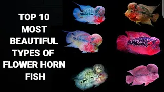 TOP 10 MOST BEAUTIFUL TYPES OF FLOWER HORN FISH IN THE  WORLD