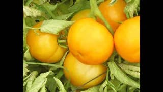 ВНИМАНИЕ! Последняя новость о прекрасном сорте томата! Что нам ожидать от этого сорта томата?