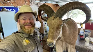 HOW TO SHOULDER MOUNT AN AOUDAD RAM