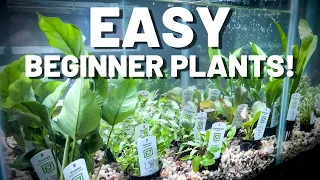 Easy Beginner Aquarium Plants | NO CO2 NEEDED!