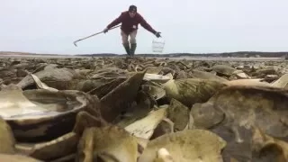 Oyster-quest in Wellfleet!