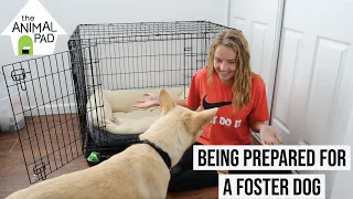 HOW TO PREPARE FOR A FOSTER DOG | Avoiding separation anxiety, crate training, & more