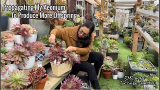 2 Ways of Propagating My Aeonium To produce more offspring