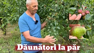 Dăunători și tratamente la Păr