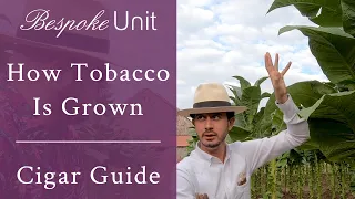 How Tobacco Is Grown & Harvested For Making Premium Cigars by Davidoff