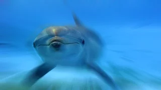 DOLPHIN STORY - FULL