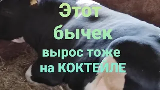 Коктейль для быстрого роста бычков заменитель молока