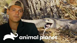 Mamba-negra devora um roedor diante de Fank e Darran | Wild Frank vs Darran | Animal Planet Brasil