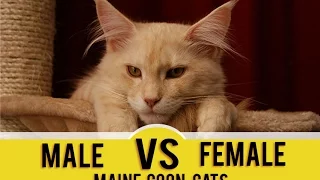 Male vs  Female Maine Coons (Which Gender Is Better For You?)