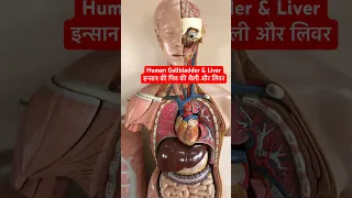 Human Gallbladder & Liver | इन्सान की पित्त की थैली और लिवर #viral #shorts