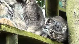 BCS - Pallas Cat Kittens 2010 - very cute at 12 weeks