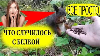 Отвечаем почему белка не двигается/ Squirrel broke/そして、リスは本当に壊れました。/ Why did the squirrel break down