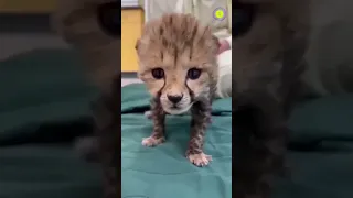 Маленький гепард потерял маму и громко плакал
