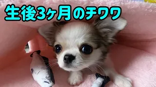 🐶生後3ヶ月のチワワがやってきた☆