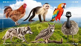 Cute Baby Monkeys: Chicken, Parrot, Wolf, Owl & Ostrich - Animals Paradise