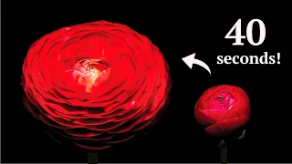 RANUNCULUS life cycle in 40 seconds! | Time Lapse