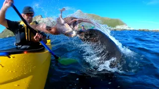 Seal Slaps Kayaker with Octopus - www.kaikourakayaks.nz