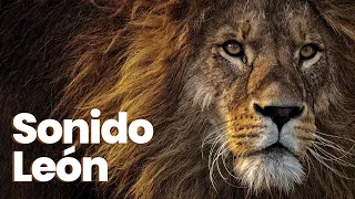 🦁 [EFECTO DE SONIDO] León rugiendo fuerte ◾ sound effect lion roaring loud