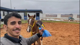 كيف تخلي حصانك يتعبك وين ماتروح😍🐎