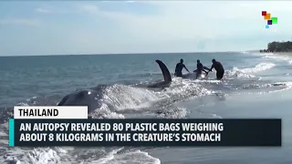 Whale Chokes To Death On 80 Plastic Bags