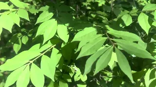 Invasive species Burning Bush