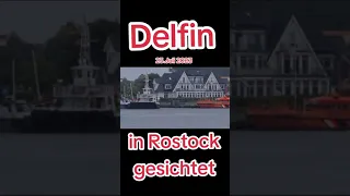 23.07.2023 | Delfin in Hohe Düne gesichtet