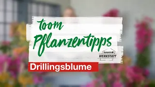 Toom Pflanzentipps: Drillingsblume | toom Werkstatt