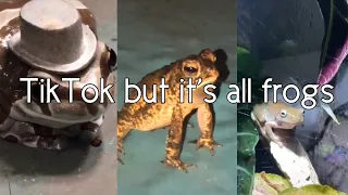 TikTok but it’s all frogs