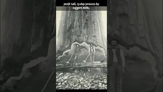 The Mark Twain tree (giant sequoia)🌍