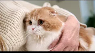 4K Baby Cats 😺 Cute 😳and Funny 🤣Cat Videos 4K Compilation AND Cat funny moments