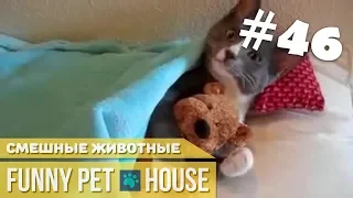 СМЕШНЫЕ ЖИВОТНЫЕ И ПИТОМЦЫ #46 АПРЕЛЬ 2019 [Funny Pet House] Смешные животные