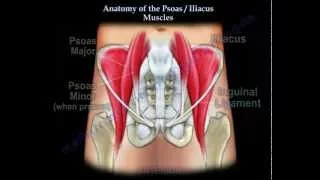 Anatomy Of The Psoas & Iliacus Muscles - Everything You Need To Know - Dr. Nabil Ebraheim