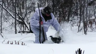 Охота на тетерева зимой на лунках. Ловлю косача руками!!!