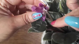 How to reproduce an african violet chimera. PART 1