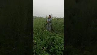 Полынь трава горькая