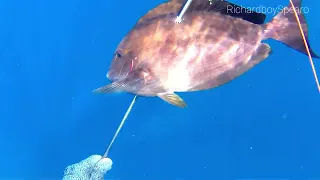 morning & afternoon catch tangigue #freefalltechnique#spearfishingphilipines #misamisoccidental.