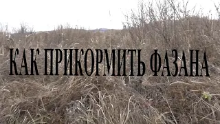 Делаю привады на фазана или как прикормить фазана