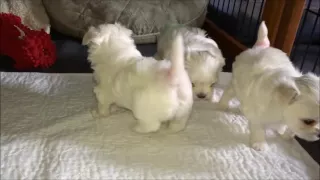 Storybook Maltese Puppies - 1 Month 4 Days Old
