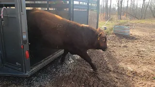 He's NOT HAPPY!! Angry new bull hits the farm! 😡😡