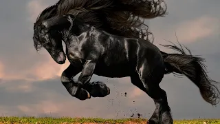 The Most Incredible Horse Breeds In The World
