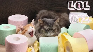 🤣Смешные Животные -  Я Ржал целый ЧАС😸Смешные Кошки Приколы с Кошками собаками #12 Funny cats video