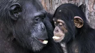 Good news for 60+ chimps in Liberia