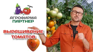 Выращивание томатов  | Мастер-класс от 23 декабря 2022 года #огород #томаты #семенапартнер