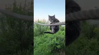 Пуся подстраховала брата 😻 #котята