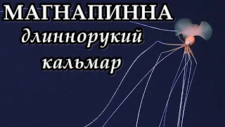 МАГНАПИННА - Длиннорукий кальмар