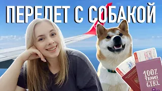 С собакой за границу? 🐕 Ужасы авиа перелета, документы, цены